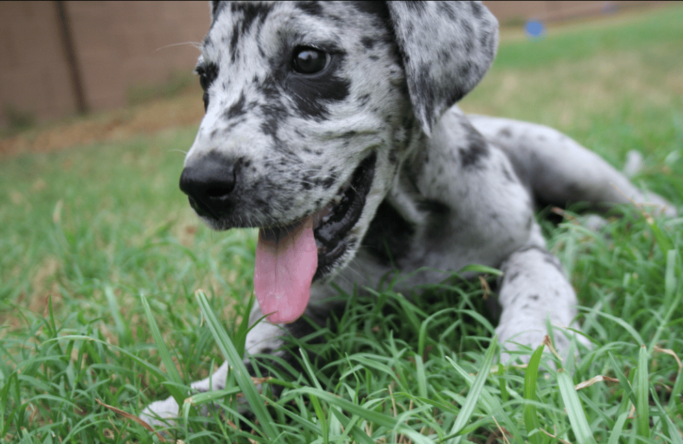 gray and black great dane