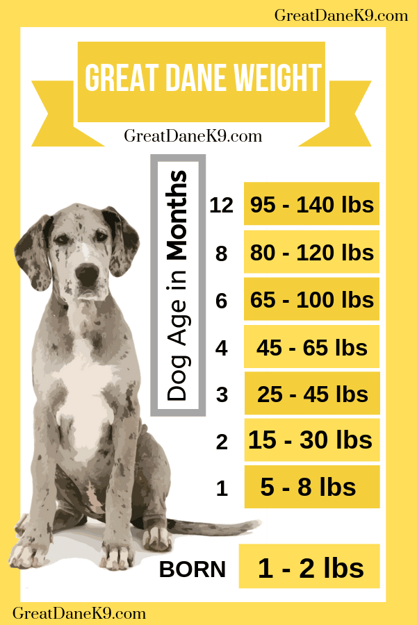 A Typical Great Dane Growth Chart 