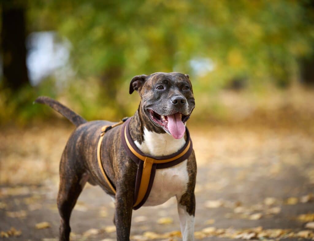 American Pit Bull Terrier Stands In The Autumn Park And Looks At The Camera