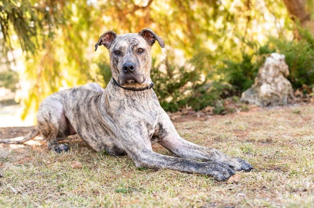Great Dane Pit Bull Mix Lying Down On The Grass
