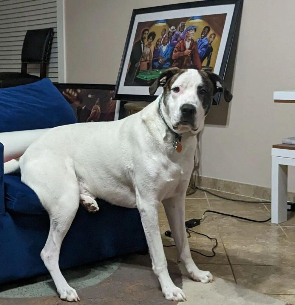 Great Dane Pit Bull Mix Sitting On The Couch