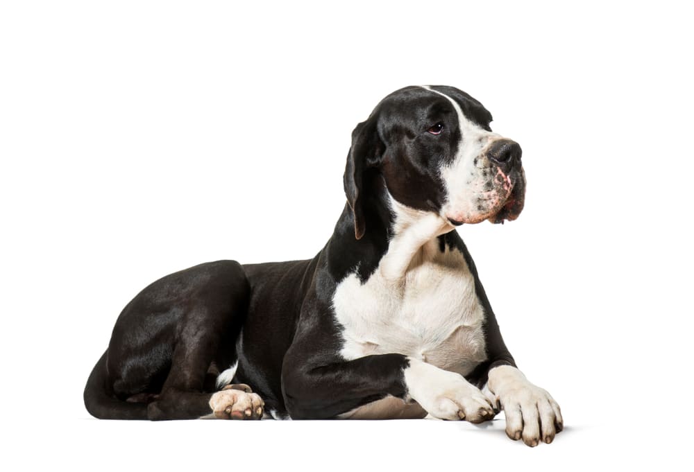 Mantle Great Dane On A White Background