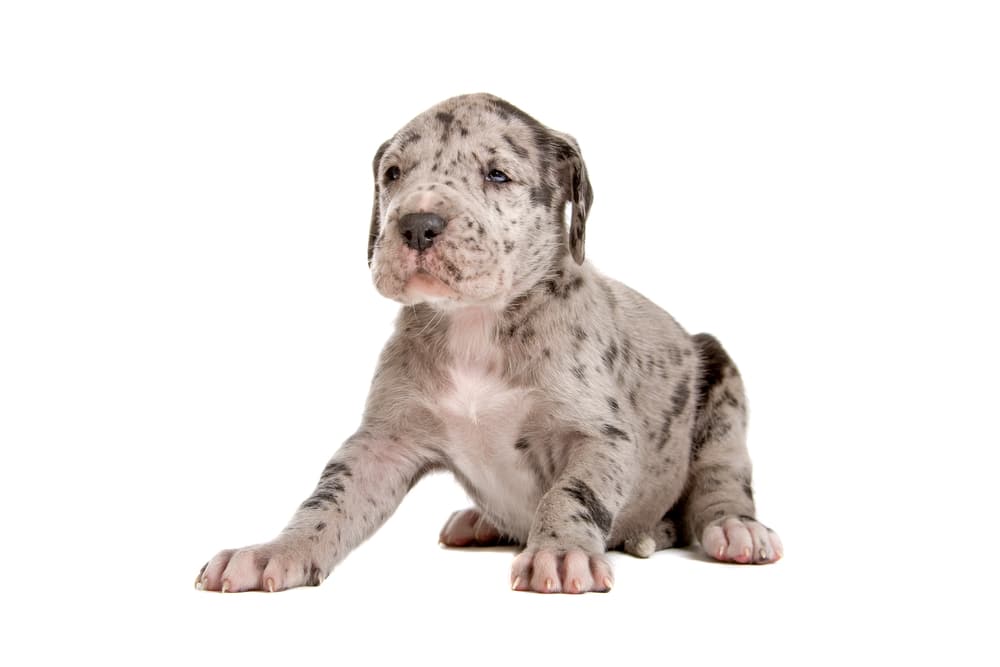 Merle Great Dane Puppy On A White Background