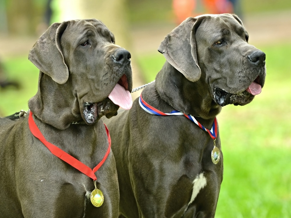 Two Great Dane Dogs With Medals