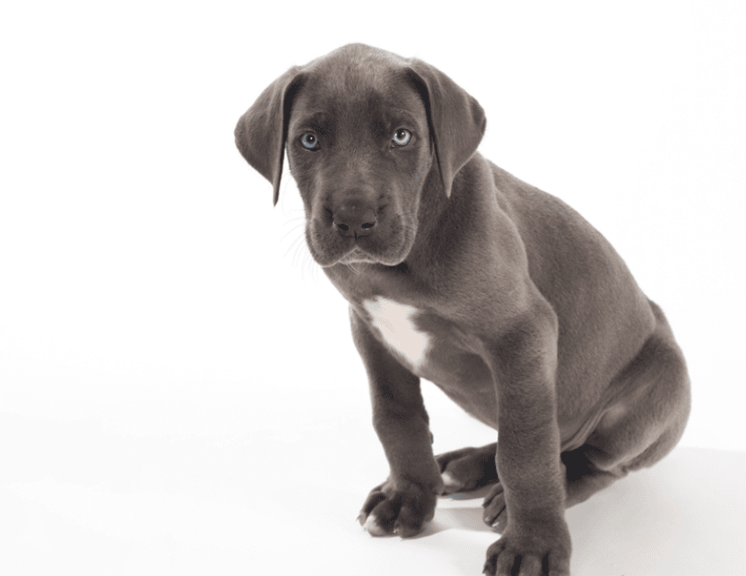 Blue Great Dane Puppy On A White Background
