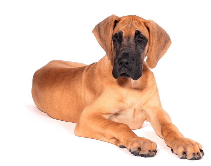 Fawn Great Dane Puppy On A White Background