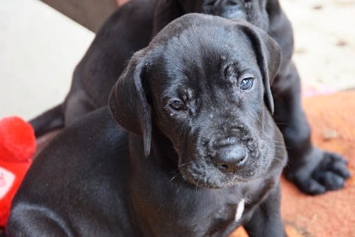 Great-Dane-Black-Puppy