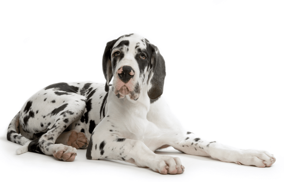 Harlequin Great Dane Puppy On A White Background