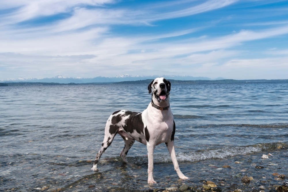 Great Dane Enjoying The Rocky Beach