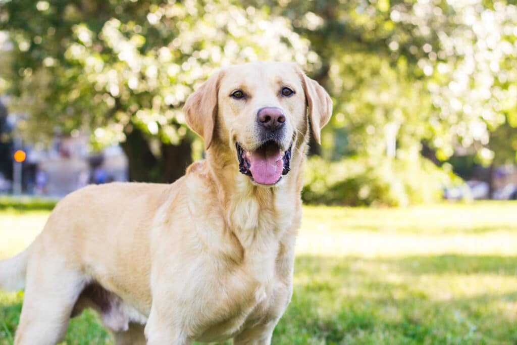 Smiling Labrador Dog In The City Park Portrait