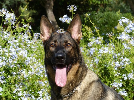 A-German-Shepherd