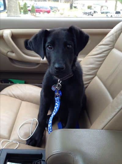 Labradane Puppy Growth Chart