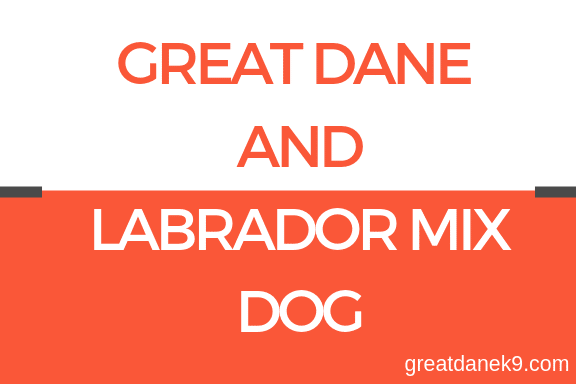 great-dane-labrador-mix