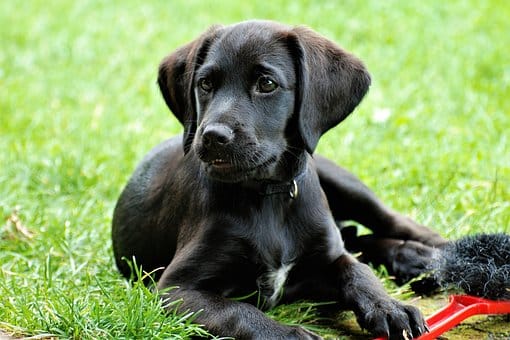 Labrador-Pup-Black