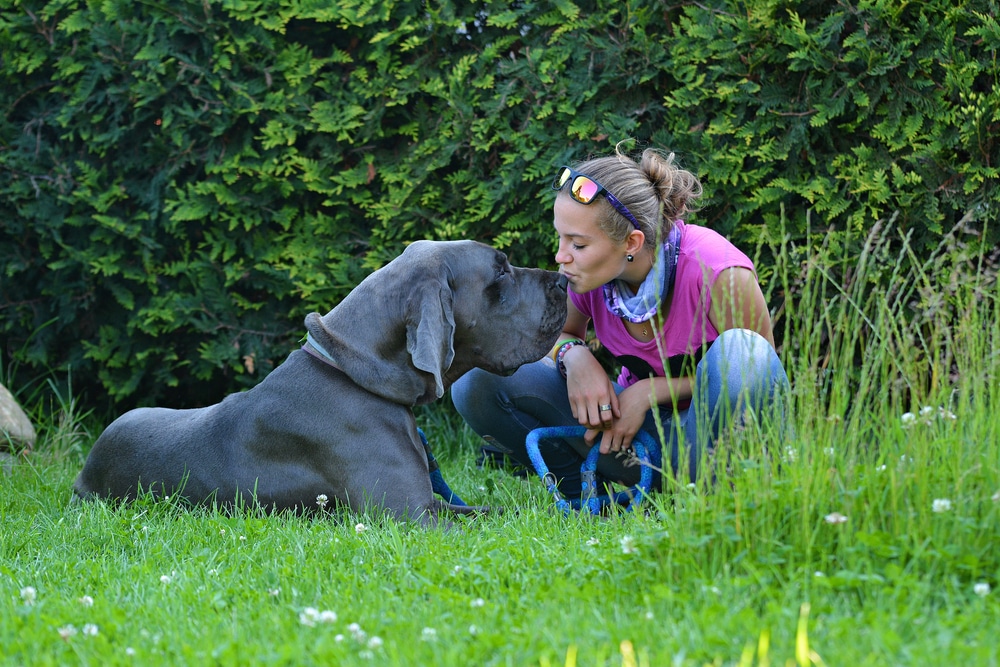 Great Dane Owner Kissing Its Dog