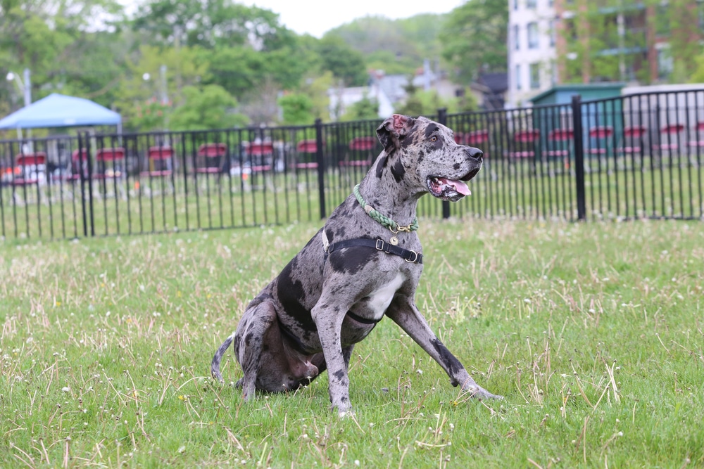 Mantle Great Dane Dog Sitting On The Grass