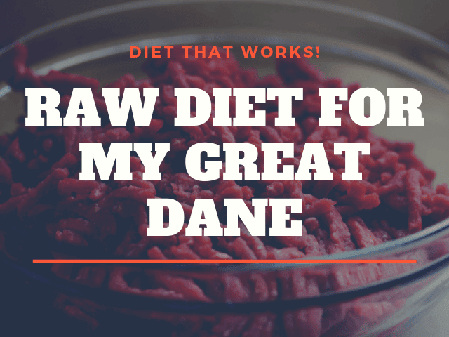 Great Dane Raw Diet The Complete And Extensive Guide Great Dane K9