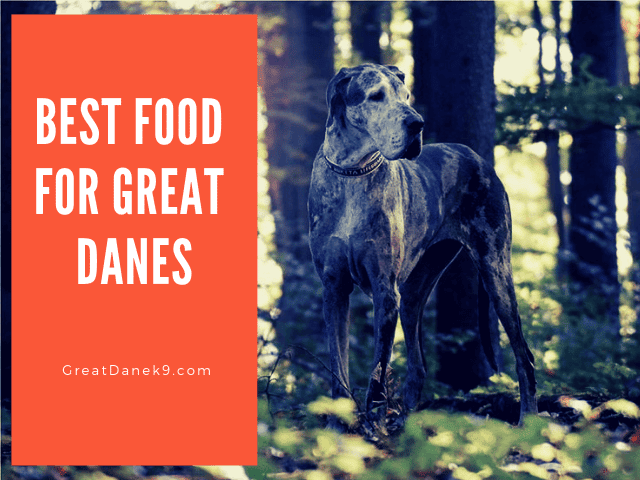 Food-For-Great-Danes