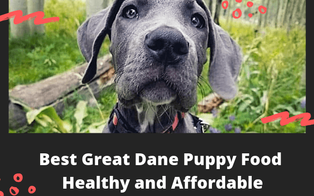 Best-Great-dane-puppy-food