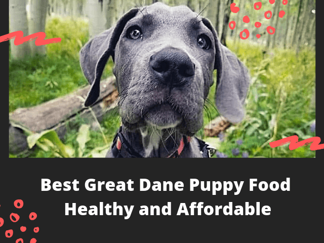 Healthy Great Dane Puppy Food You Gotta Start Great Dane K9