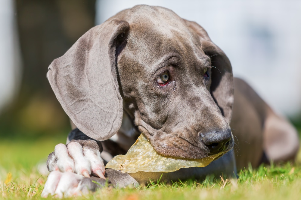 Great Dane Puppy Chewing Food While On The Grass