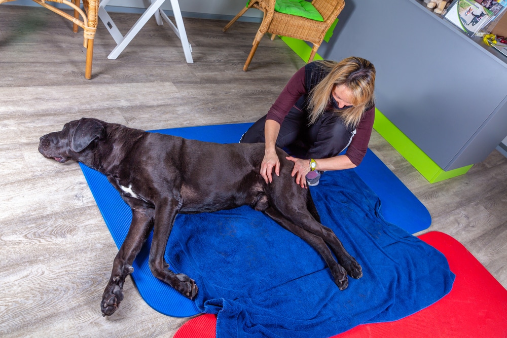 Great Dane Suffering From Hip Dysplasia Getting Treatment