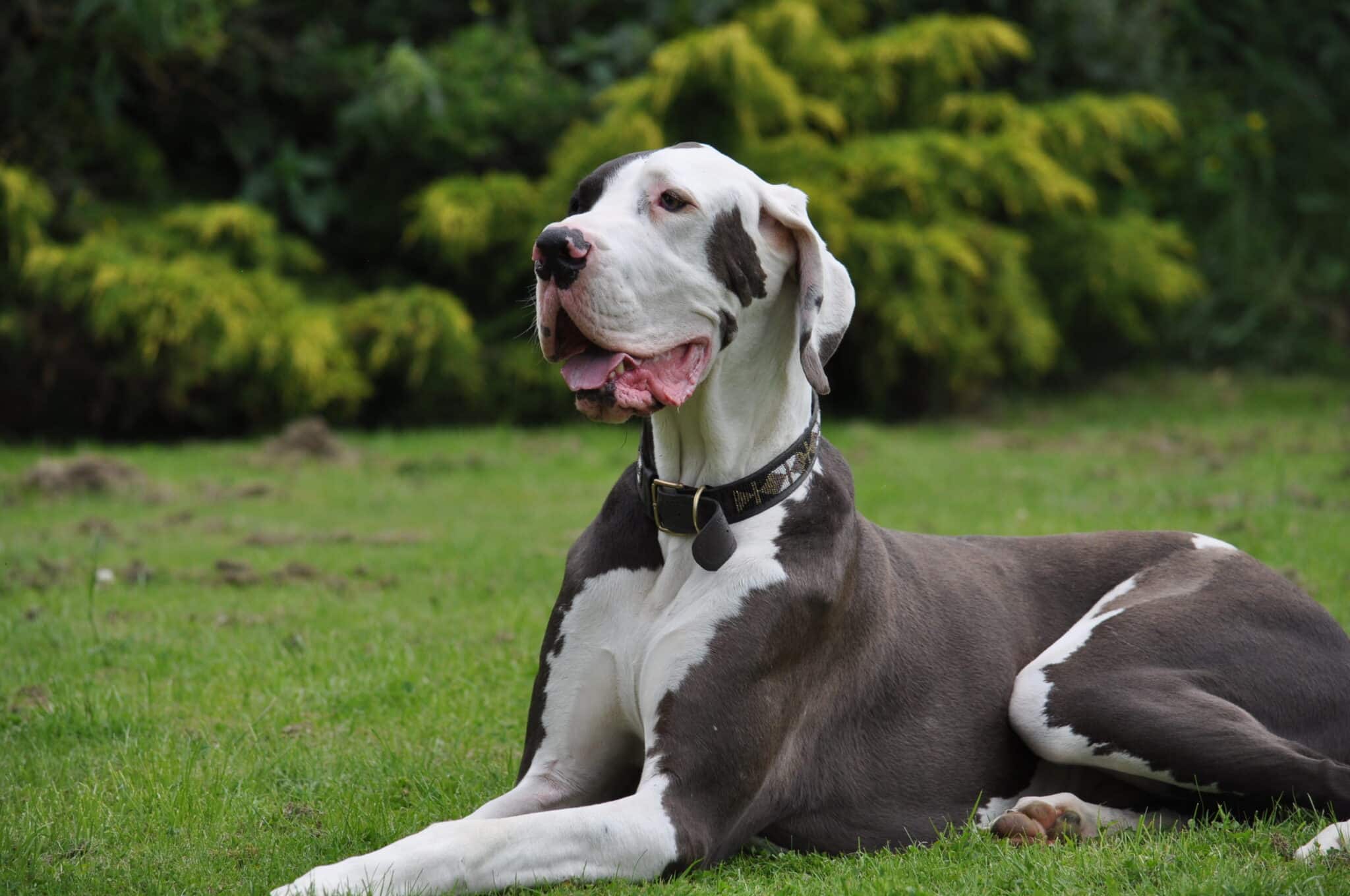 Great Dane Wearng A Dog Collar And Sitting On The Grass
