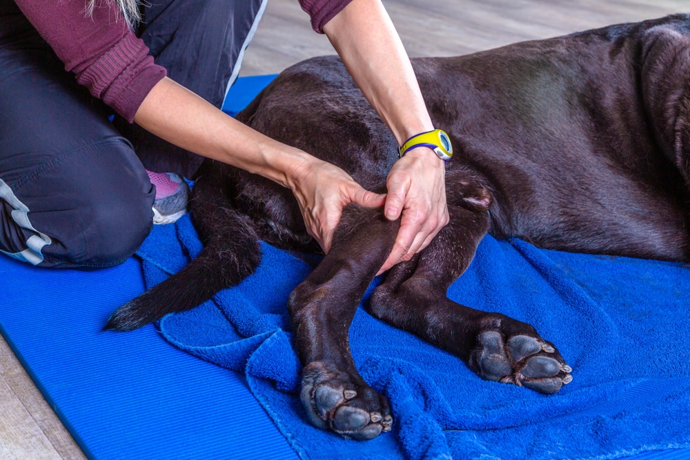 Osteosarcoma Or Bone Cancer Is One Of The Most Common Great Dane Health Problems