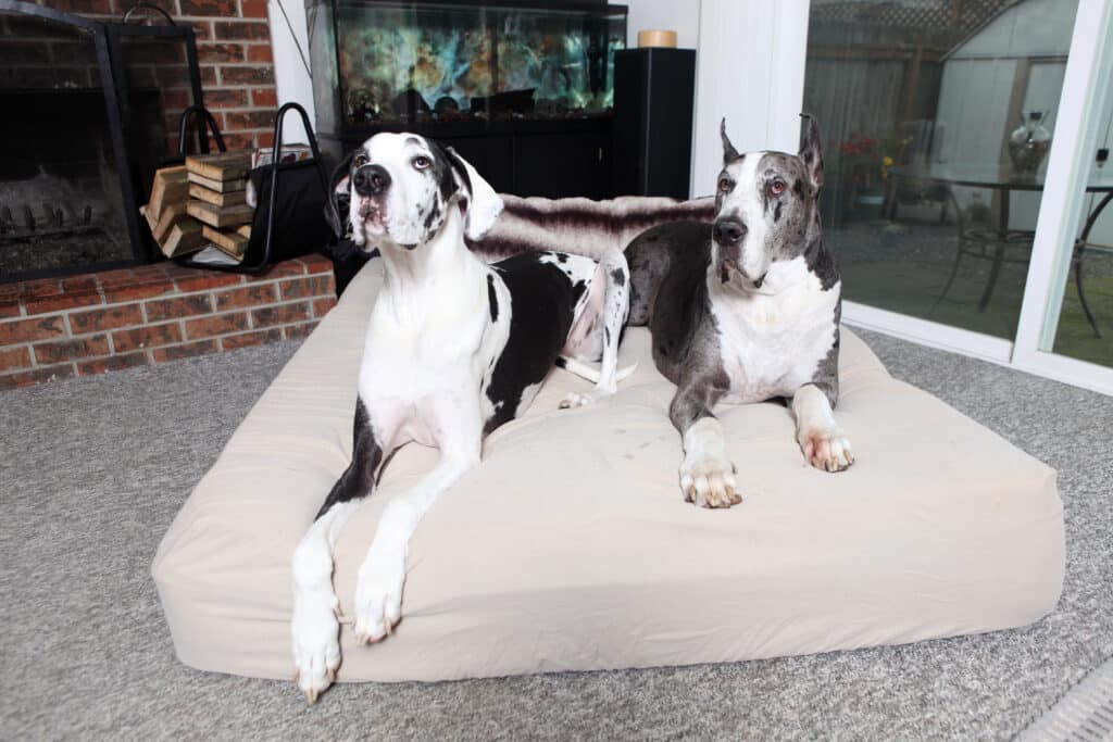 Pair Of Great Danes On Dog Bed In A Home