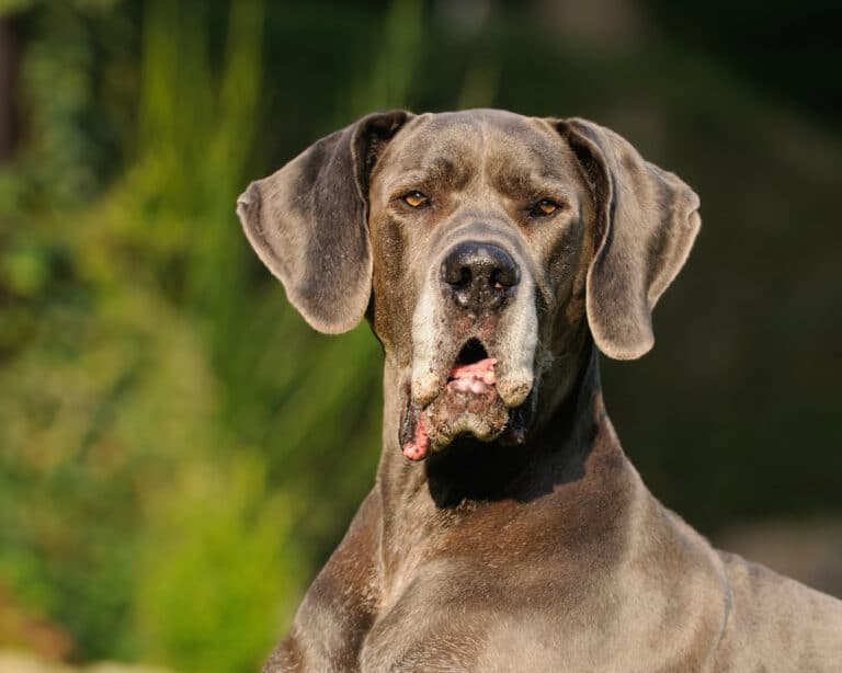 The Whats, Whys & Hows of Great Dane Ear Cropping - Great Dane K9