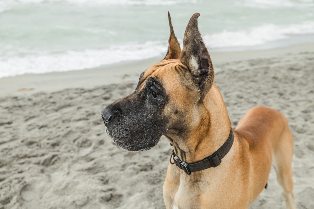 Great Dane At The Beach