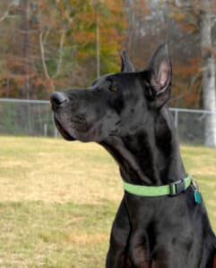 The Whats, Whys & Hows of Great Dane Ear Cropping - Great Dane K9