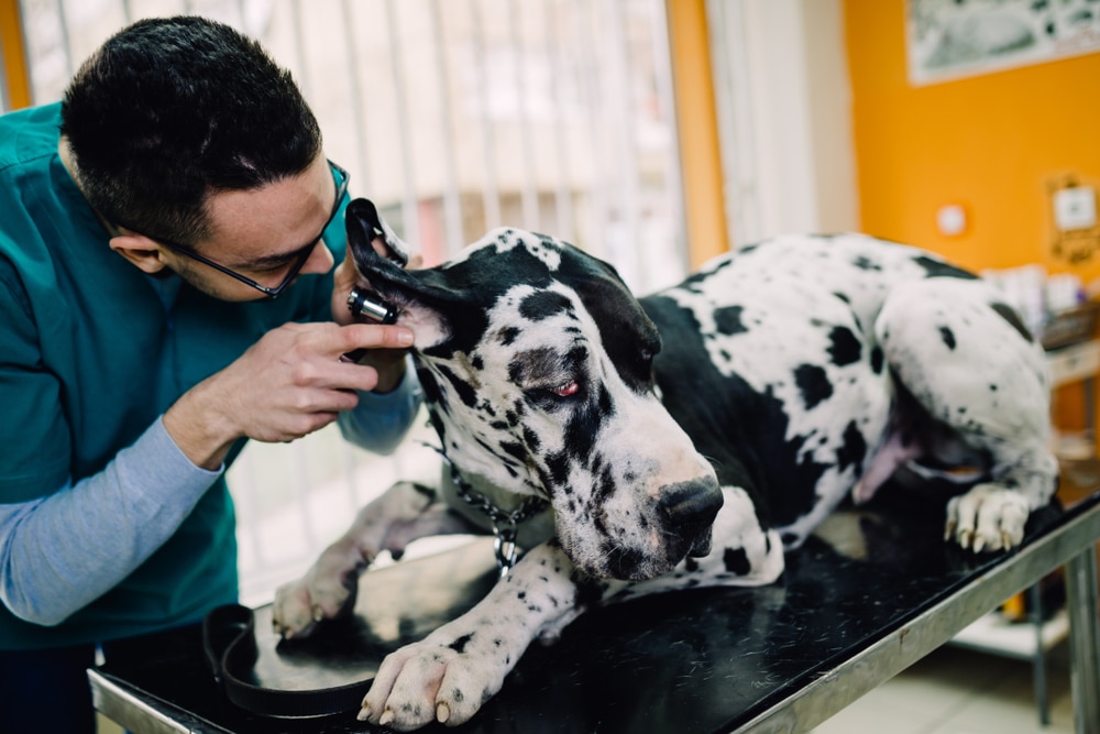 Great Dane Getting Its Ear Checked By The Vet