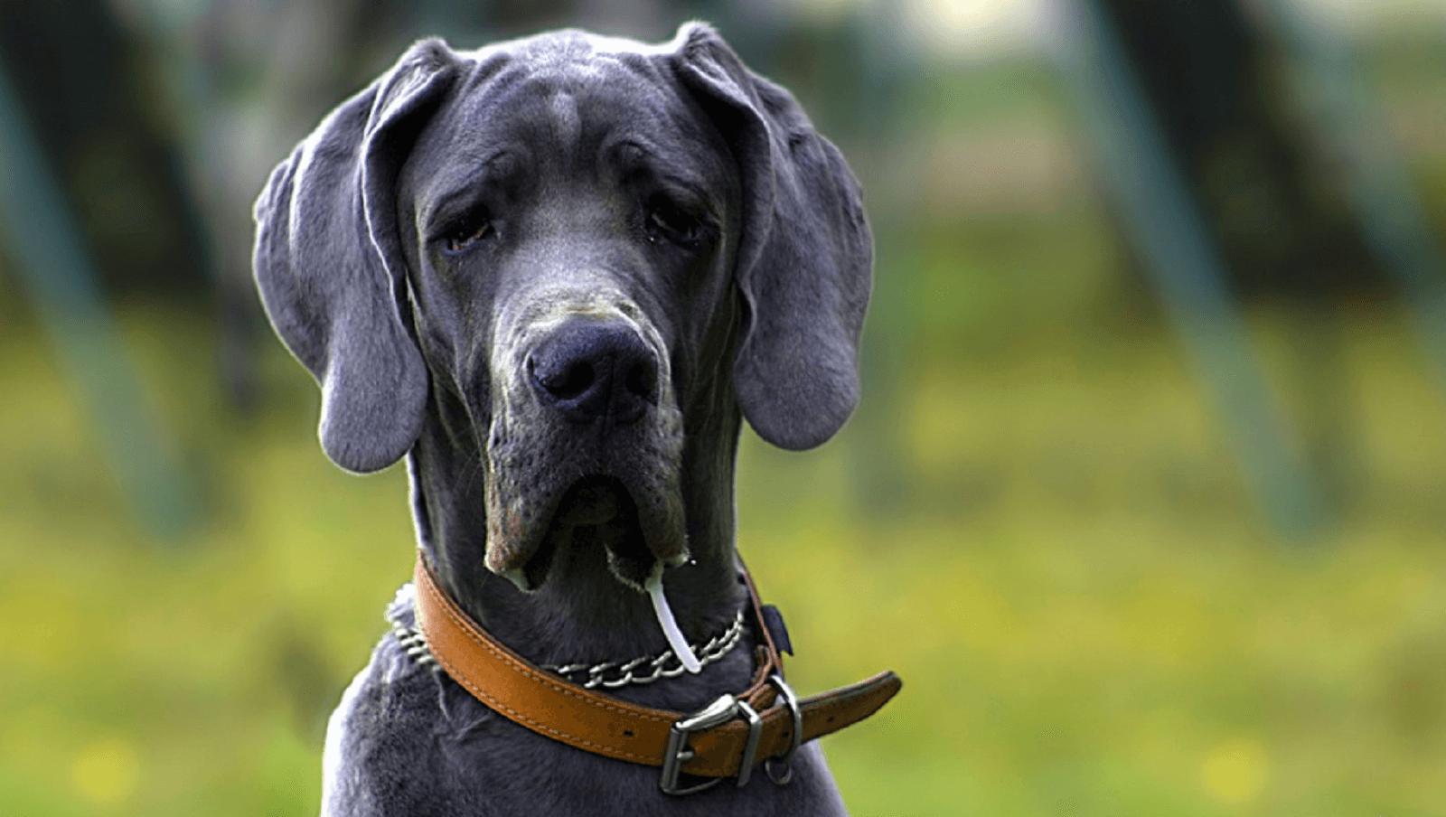 Great-Dane-Dog-Wearing-Color