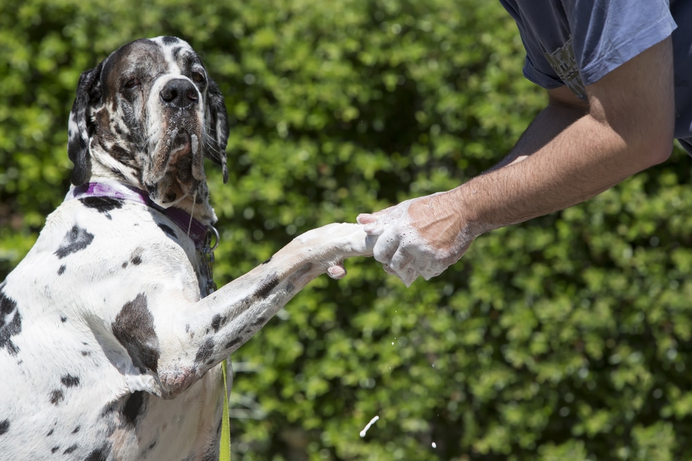 Great Dane Care - Owner Bathing His Great Dane Outdoors