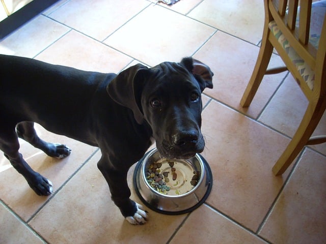 Great Dane Looking Up From Its Food Bowl