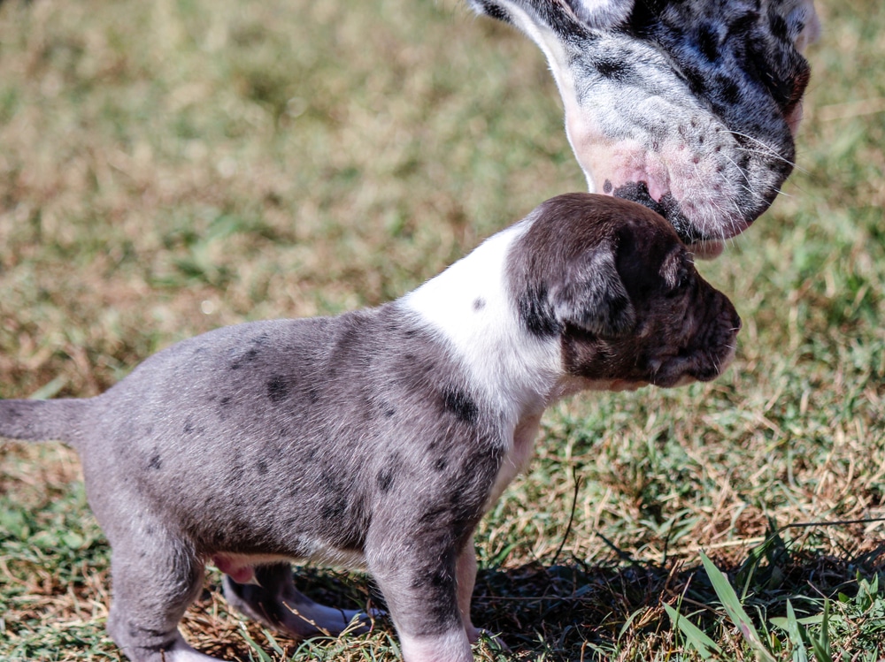 Great Dane Puppy Enjoying The Sun In The Grass With Mom