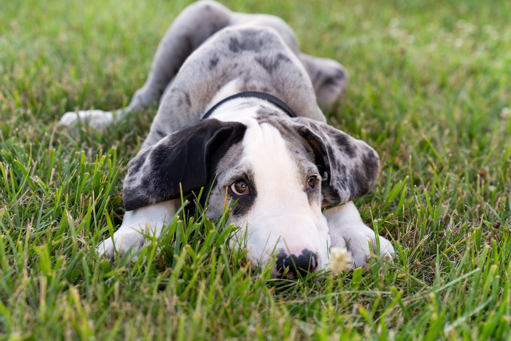 Great Dane Puppy Laying Down In Grass