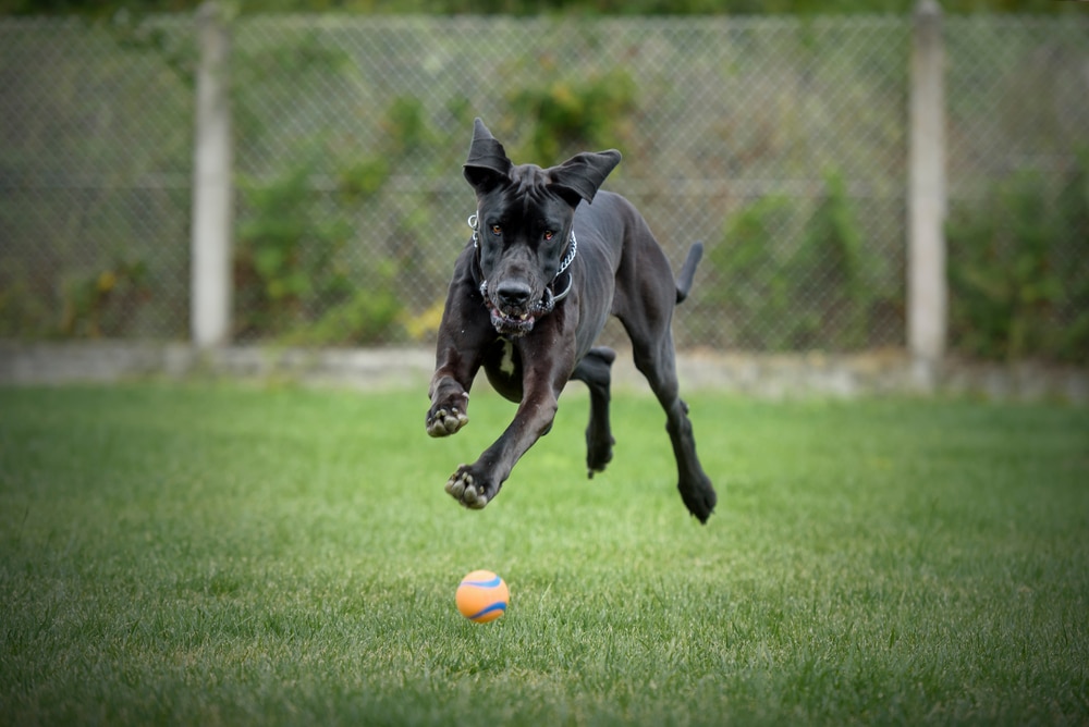 Great Dane Running And Playing With A Ball In The Grass