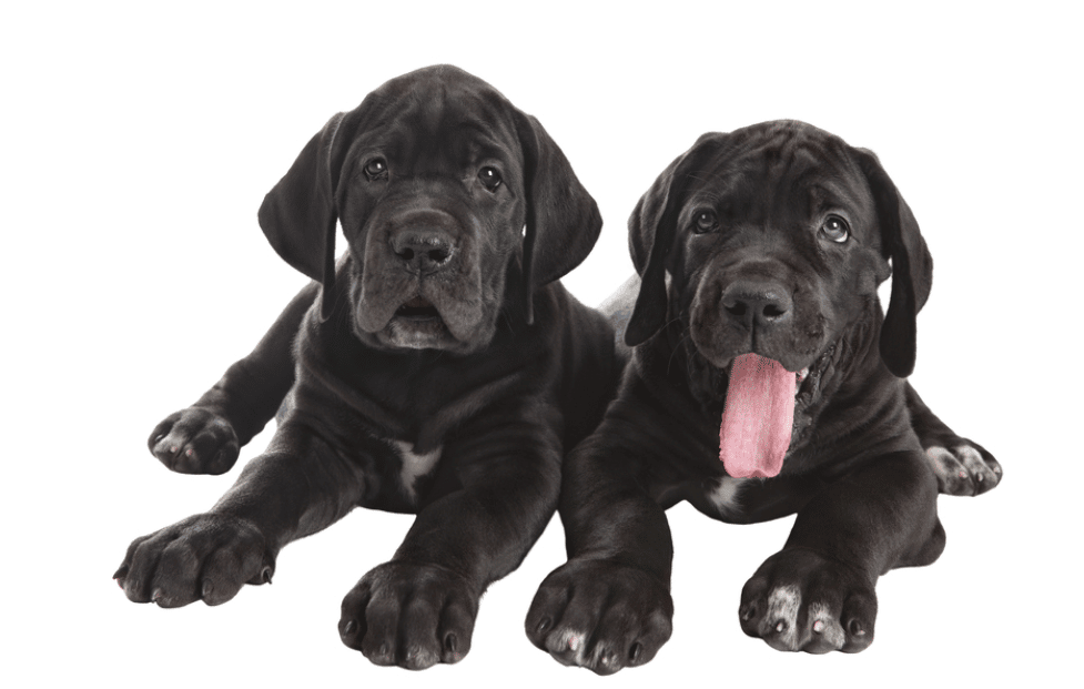 Black Great Dane Puppies On A White Background