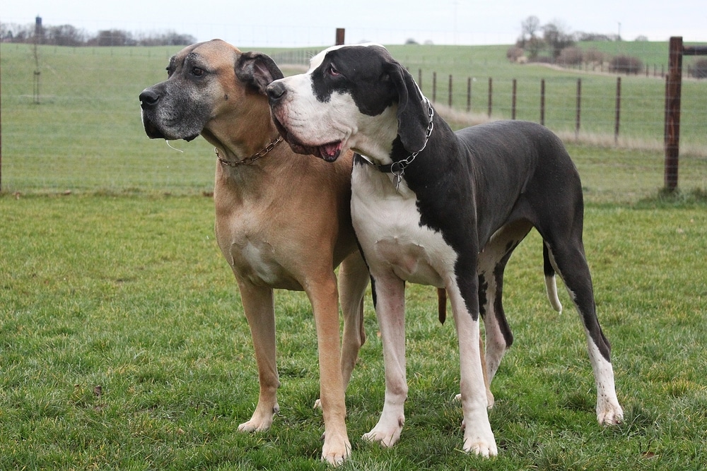 are great danes protective dogs