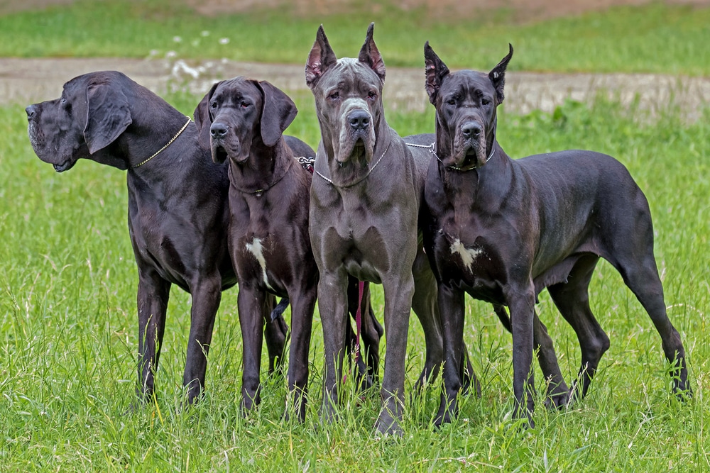 Black American And European Great Danes Out In The Field