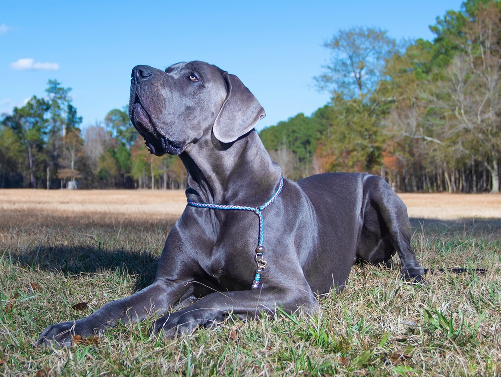 Blue Great Dane Laying On The Grass In A Fall Field