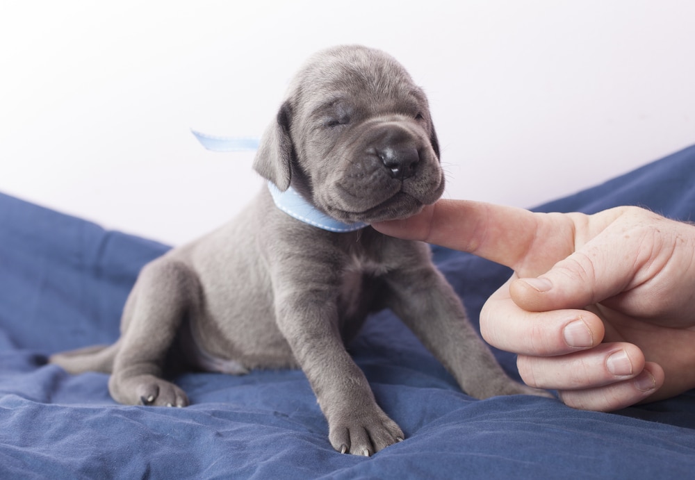 Blue Great Dane Puppy With A Human Finger Under Its Chin