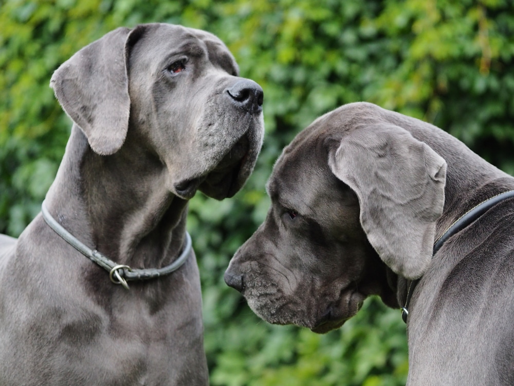 Close Up Of Two Blue Great Danes