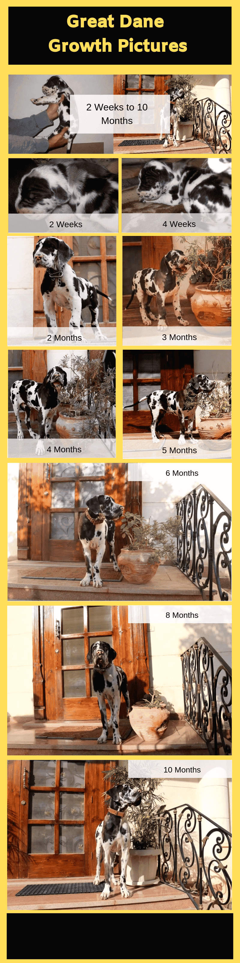 Great-Dane-Growth-Pictures