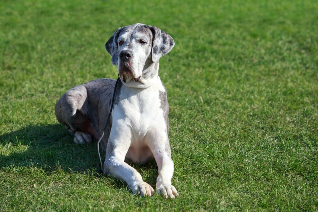 Great Dane On A Background Of Green Grass