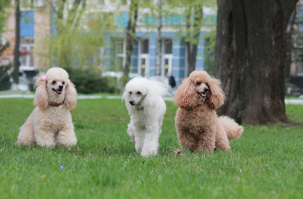 Miniature Poodles In The Park
