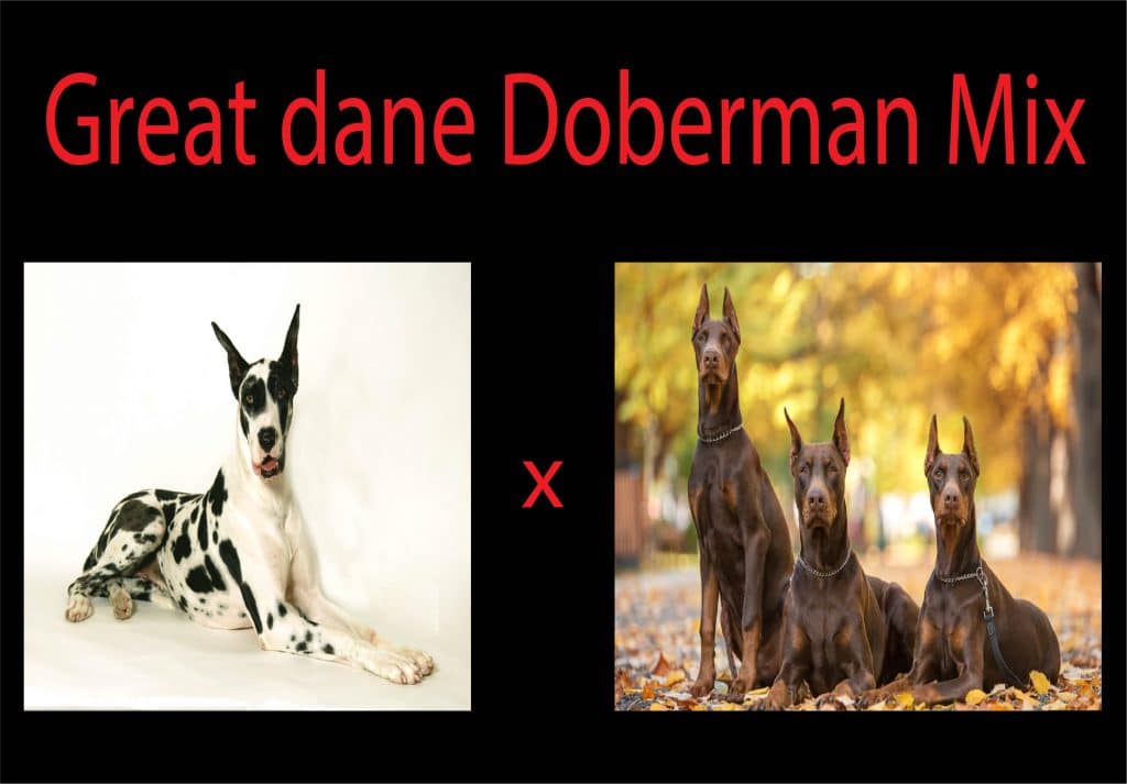 Why is the Great Dane Doberman mix so Incredible?