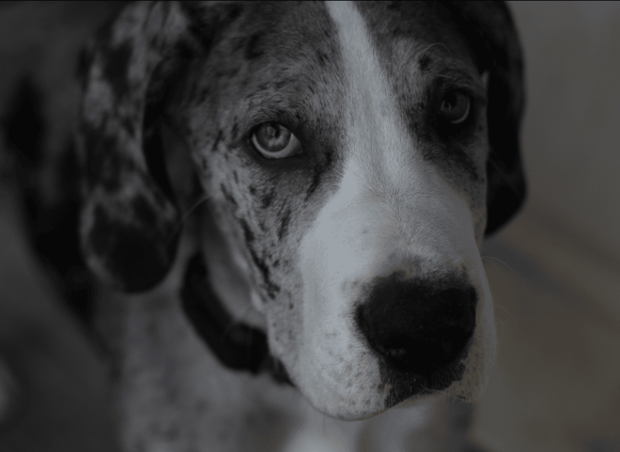 Things To Know About Blue Merle Great Danes